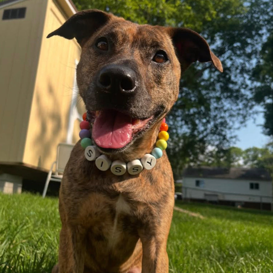 Handmade BFF Dog Collar + Free Matching Bracelet