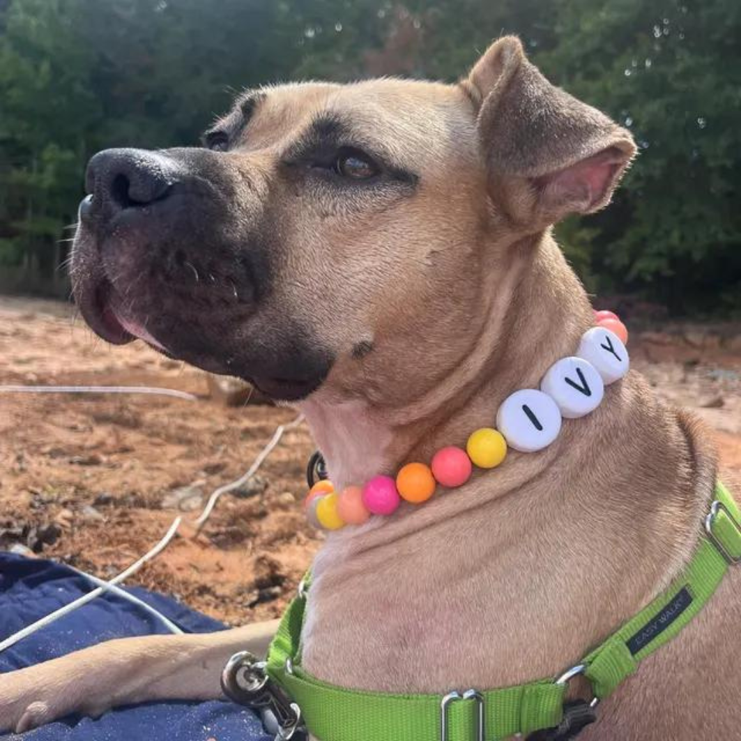 Handmade BFF Dog Collar + Free Matching Bracelet